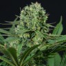 Семена каннабиса  Auto White Dwarf CBD feminised Ganja Seeds