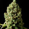 Семена марихуаны  Sharkbite feminised Ganja Seeds