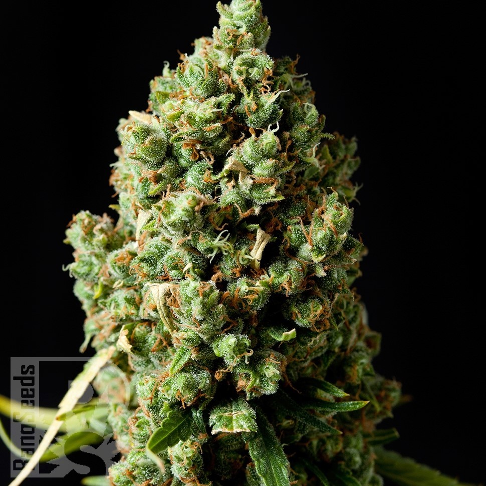 Семена марихуаны  Sharkbite feminised Ganja Seeds