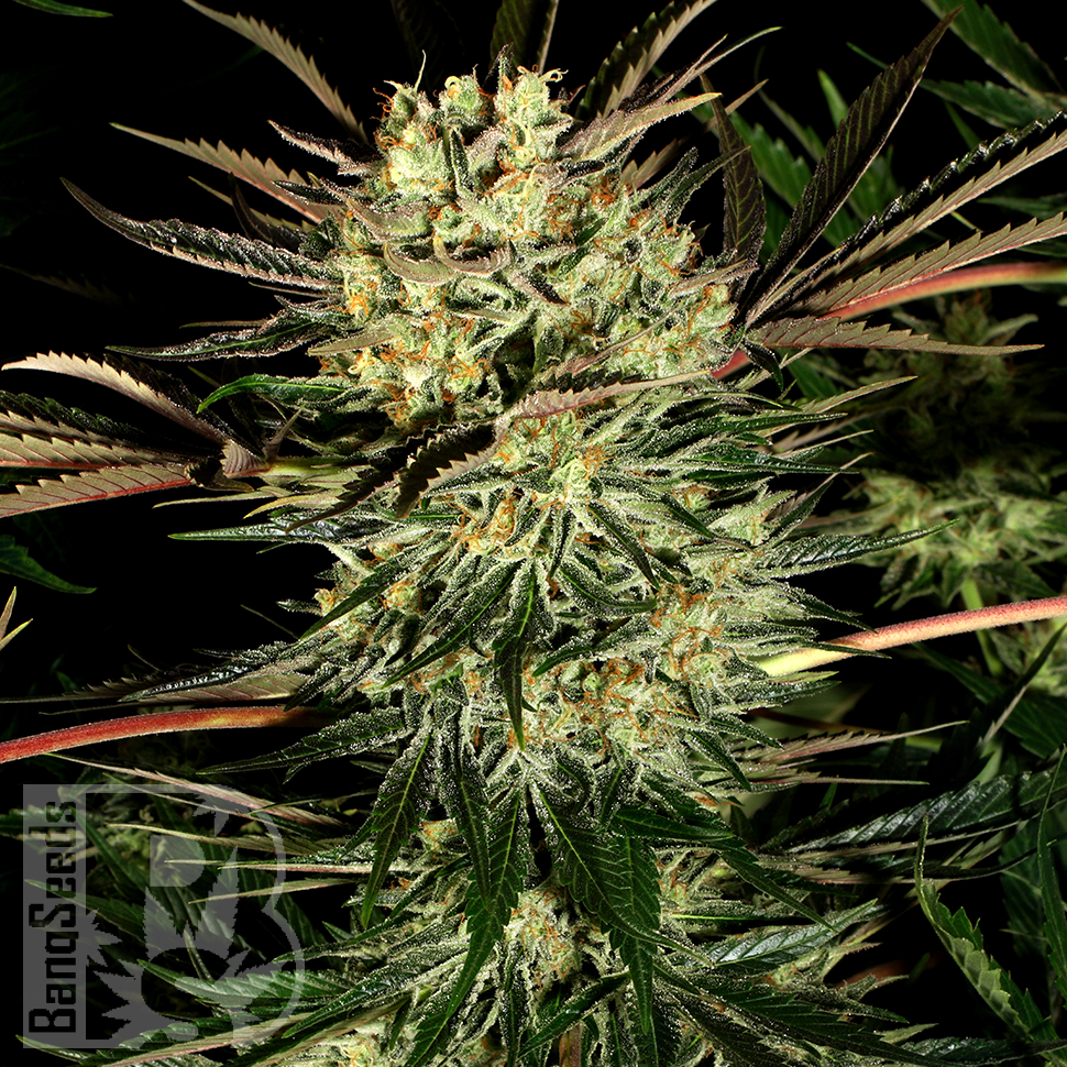 Семена марихуаны  Early Durban regular Ganja Seeds