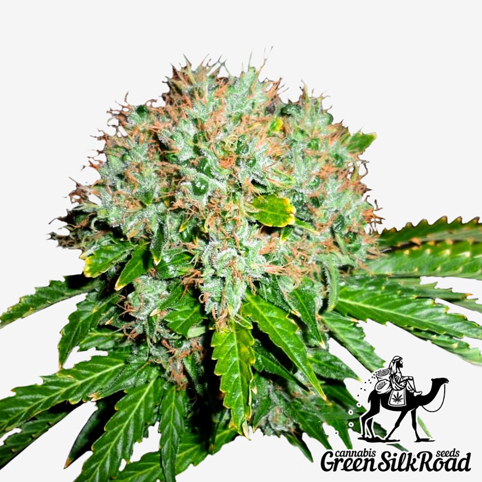 Семена ганжа  White Widow feminised Green Silk Road Seeds