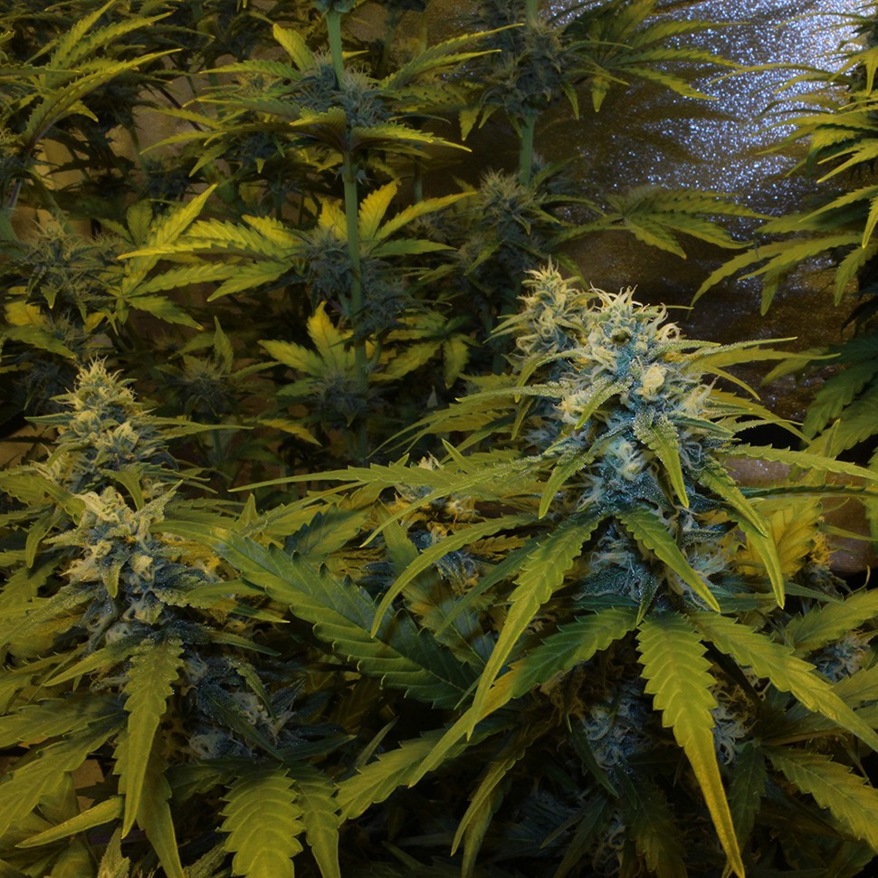 Семена каннабиса  Auto White Widow feminised Victory Seeds