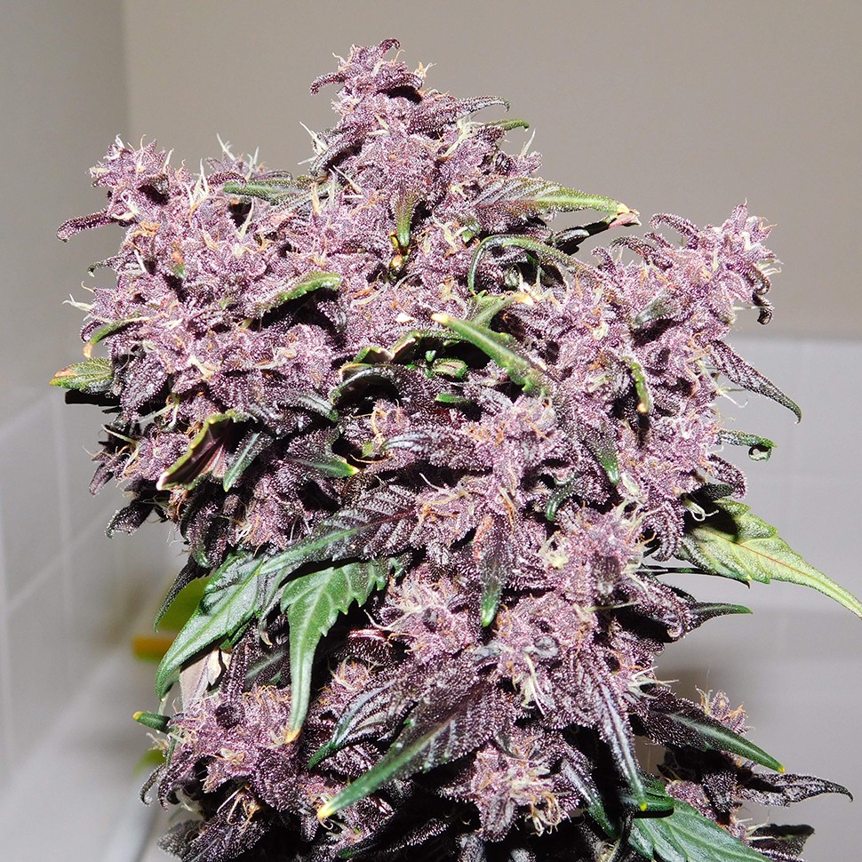 семена Auto Bloody Skunk feminised Ganja Seeds