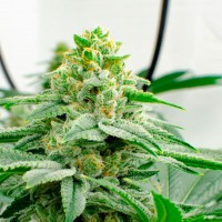 Kerosene Krash feminised Ganja Seeds
