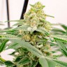 Семена марихуаны в Казахстане Kerosene Krash feminised Ganja Seeds