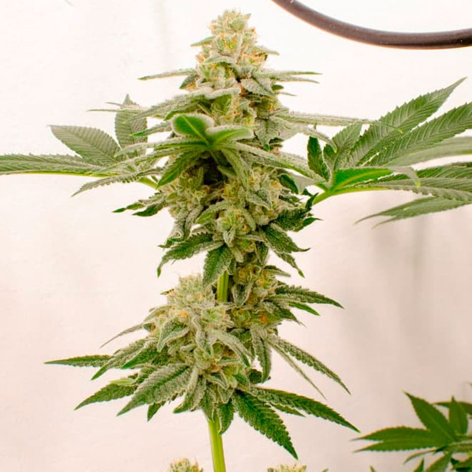 Качественные семена конопли Kerosene Krash feminised Ganja Seeds