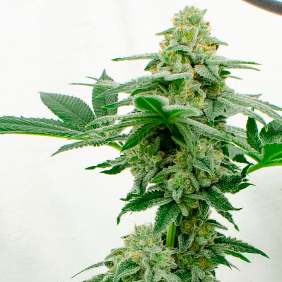 Семена конопли недорого Kerosene Krash feminised Ganja Seeds