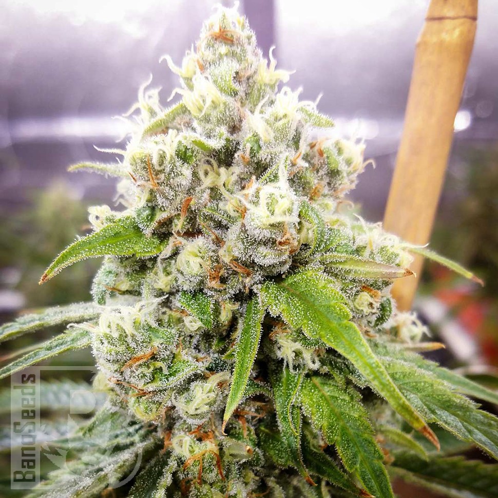 Семена  Black Domina x Jack Herer feminised Ganja Seeds