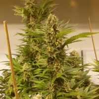White Widow x Black Domina feminised Ganja Seeds