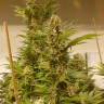 White Widow x Black Domina feminised Ganja Seeds