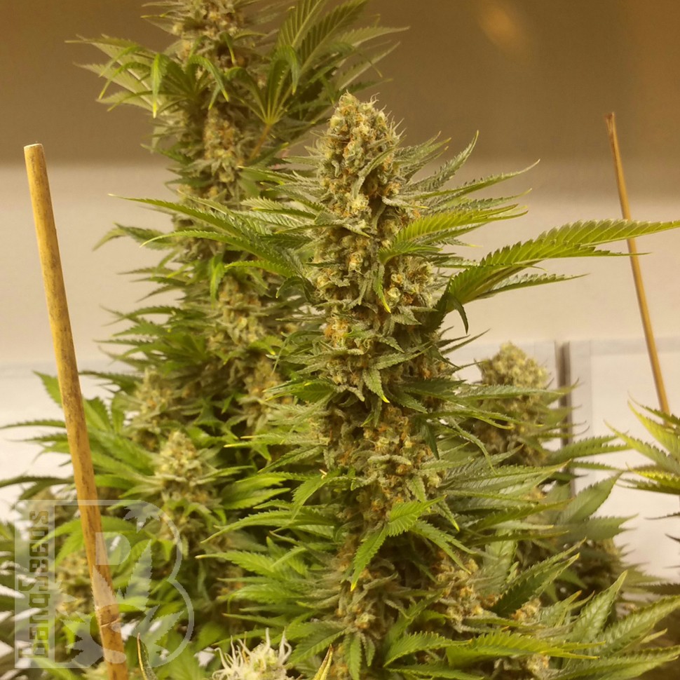 Семена конопли  White Widow x Black Domina feminised Ganja Seeds