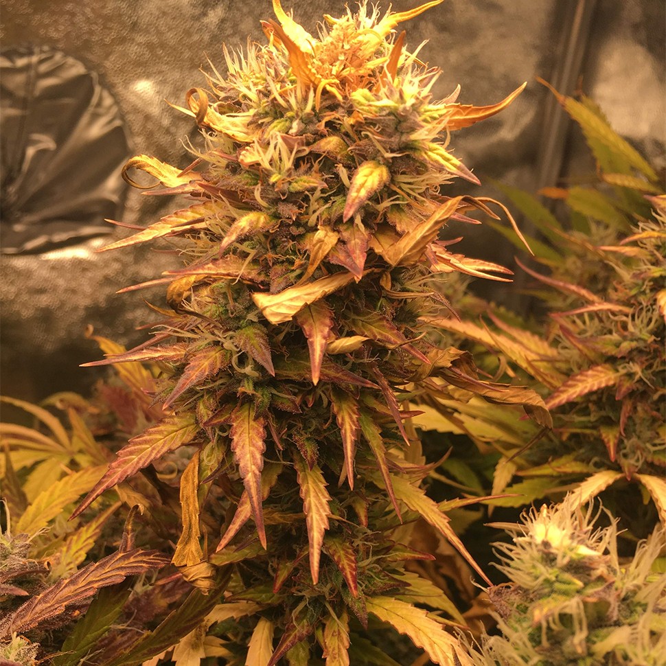 Семена каннабиса Auto Brooklyn Sunrise feminised Ganja Seeds