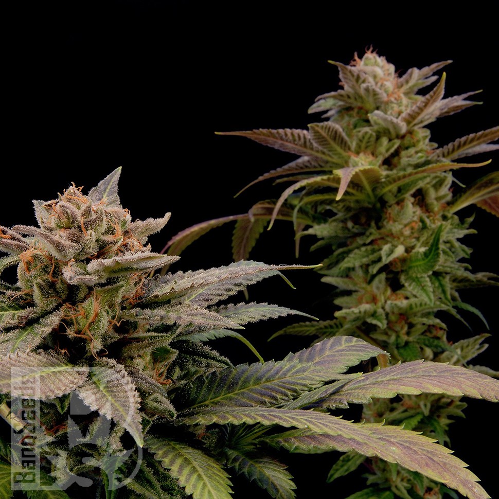 Семена марихуаны  White Widow x Bubble Gum feminised Ganja Seeds