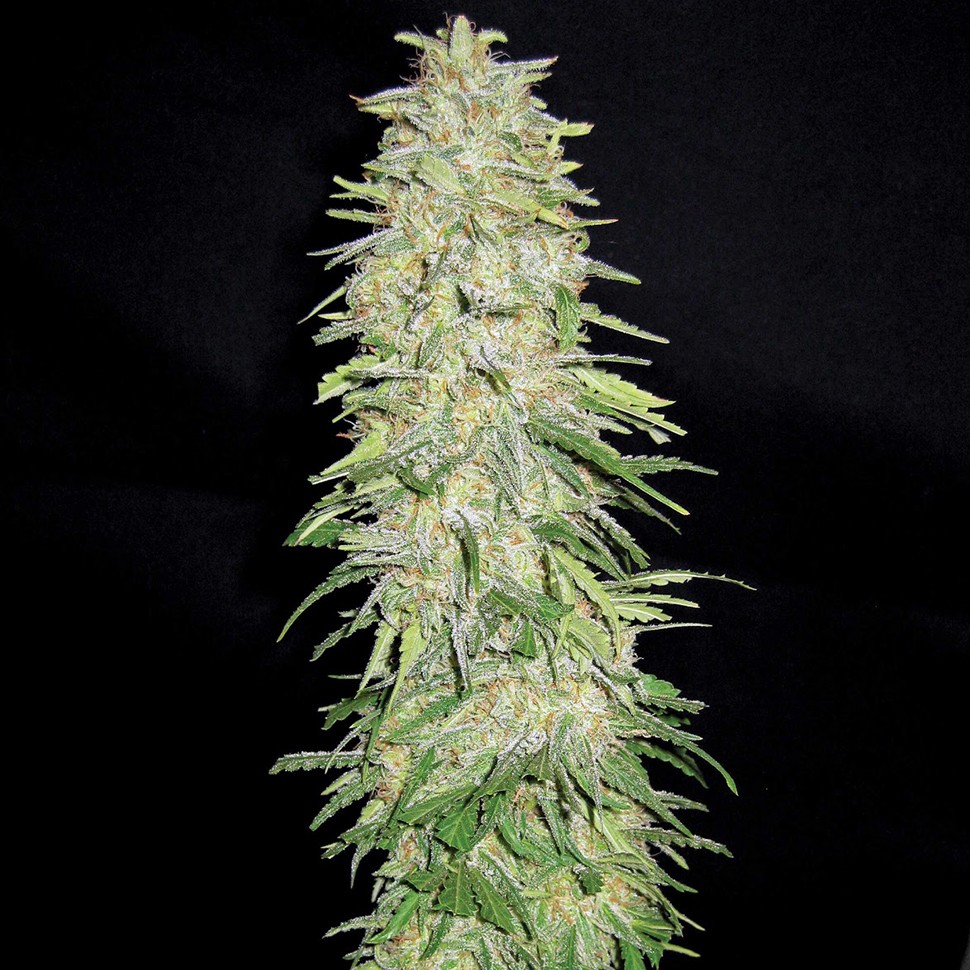 купить семена конопли f1 в оригинальной упаковке Auto Bubble Gum feminised купить семена конопли f1 в оригинальной упаковке Auto Bubble Gum feminised