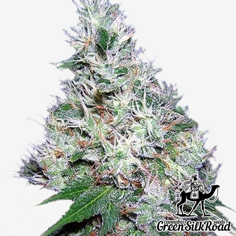 Семена Auto Bubble Gum feminised Green Silk Road Seeds