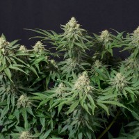 Wedding Cheesecake feminised Ganja Seeds