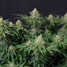 Wedding Cheesecake feminised Ganja Seeds купить