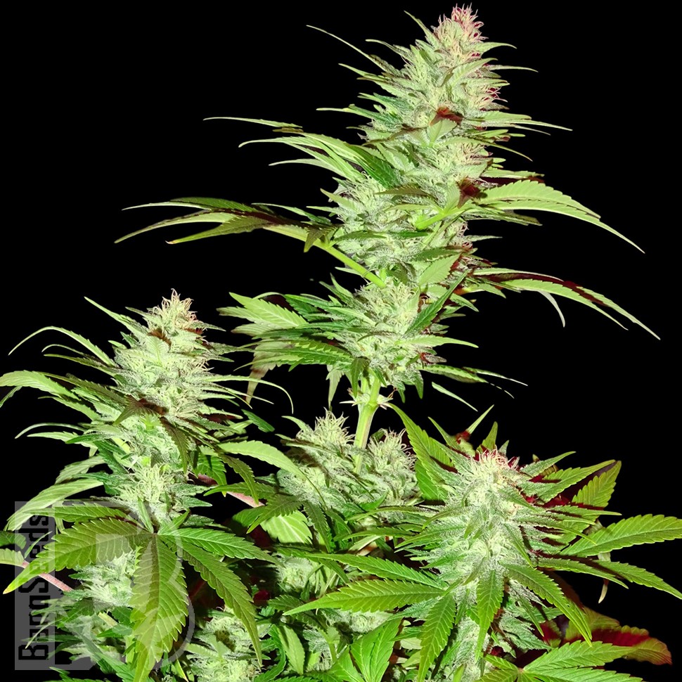 Семена  White Widow x Chronic feminised Ganja Seeds
