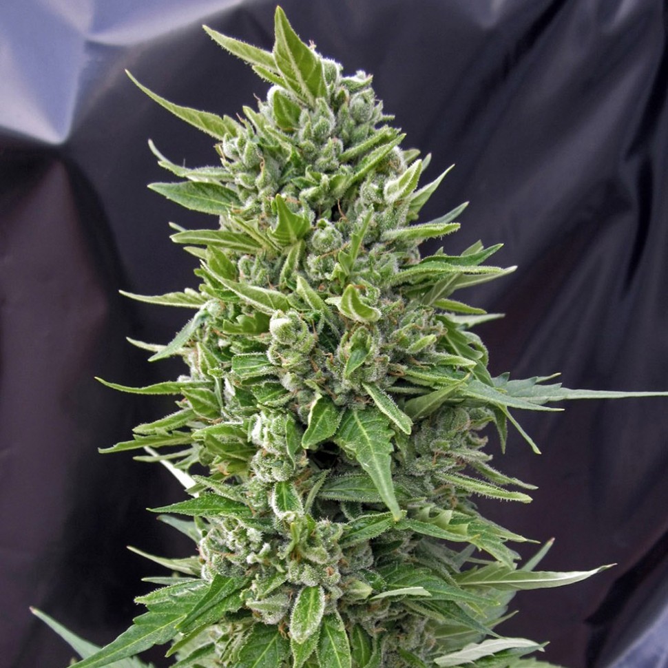Семена  Northern Lights regular Ganja Seeds