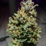 Семена каннабиса  Cream 47 regular Ganja Seeds