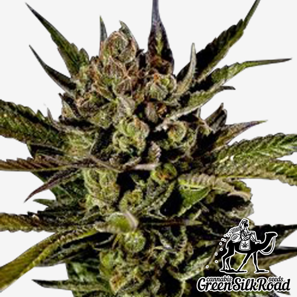 Семена  Auto Cheese feminised Green Silk Road Seeds