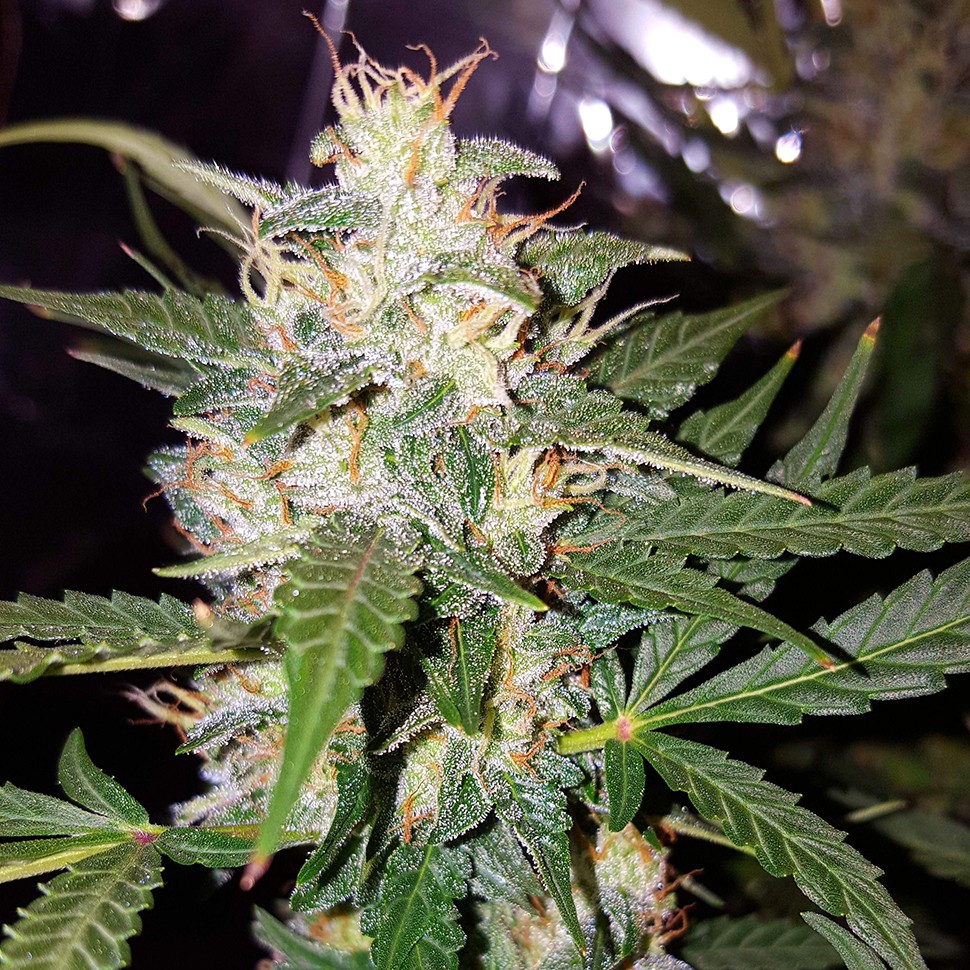 Семена  Biggest Bud feminised Victory Seeds