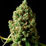 семена конопли недорого Auto Critical Kush feminised Ganja Seeds