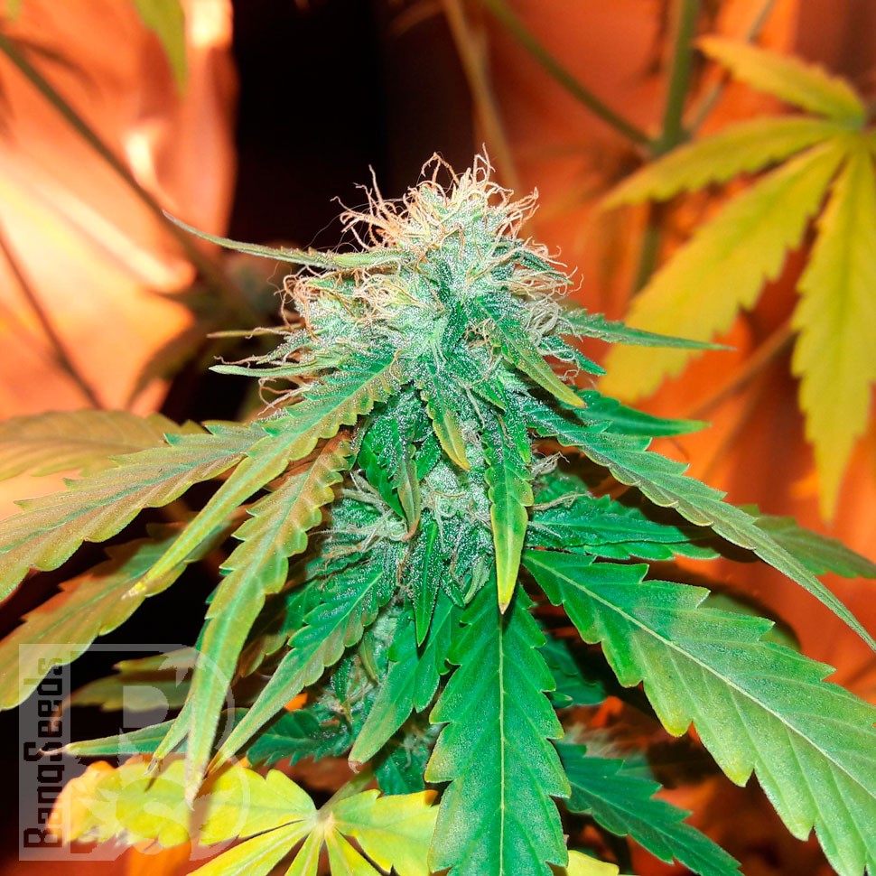 заказать на сайте семена конопли Bubblelicious regular