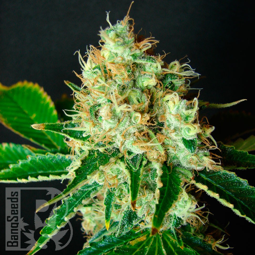 заказать семена конопли наложенным платежом Bubblelicious regular