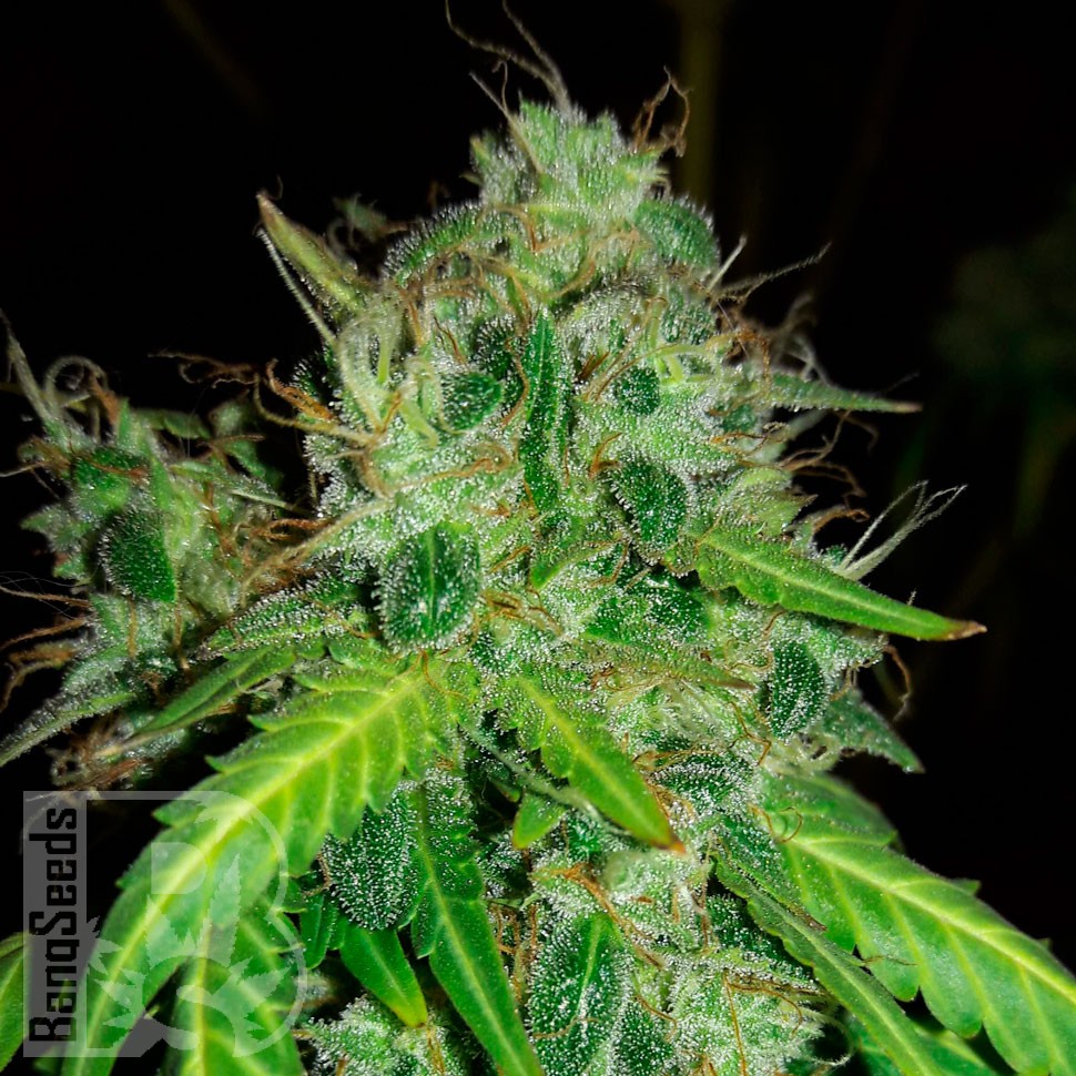 Семена конопли  Bubblelicious regular Ganja Seeds