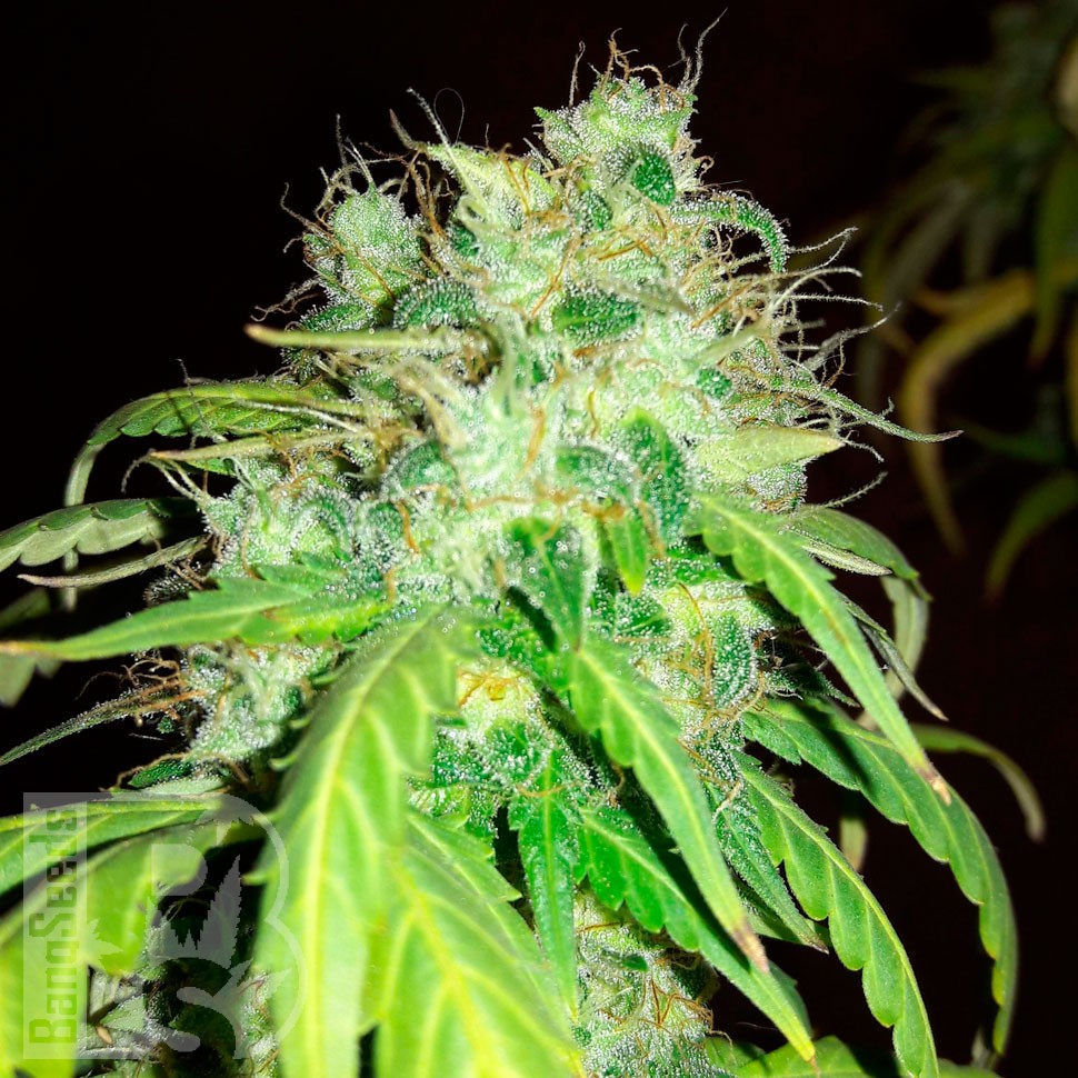 купить семена конопли Bubblelicious regular