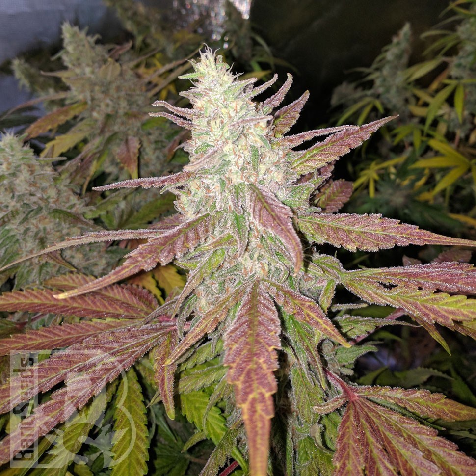 где заказать семена конопли Bubblelicious regular