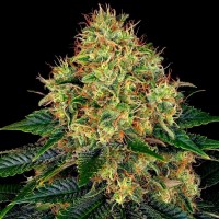 Auto Skywalker feminised Ganja Seeds