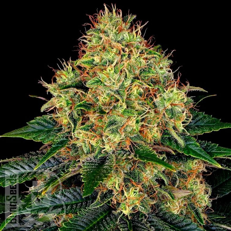 Семена конопли  Auto Skywalker feminised Ganja Seeds