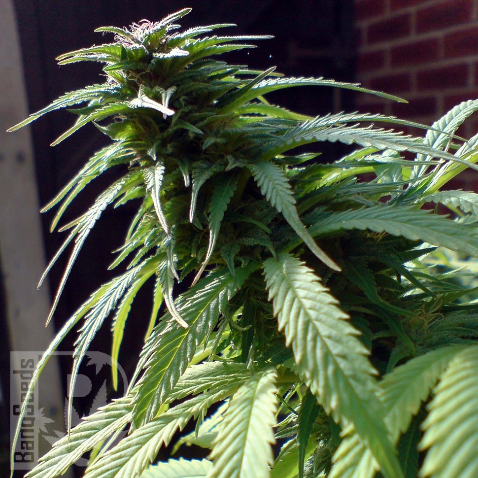 Семена каннабиса  White Widow x Early Skunk feminised Ganja Seeds