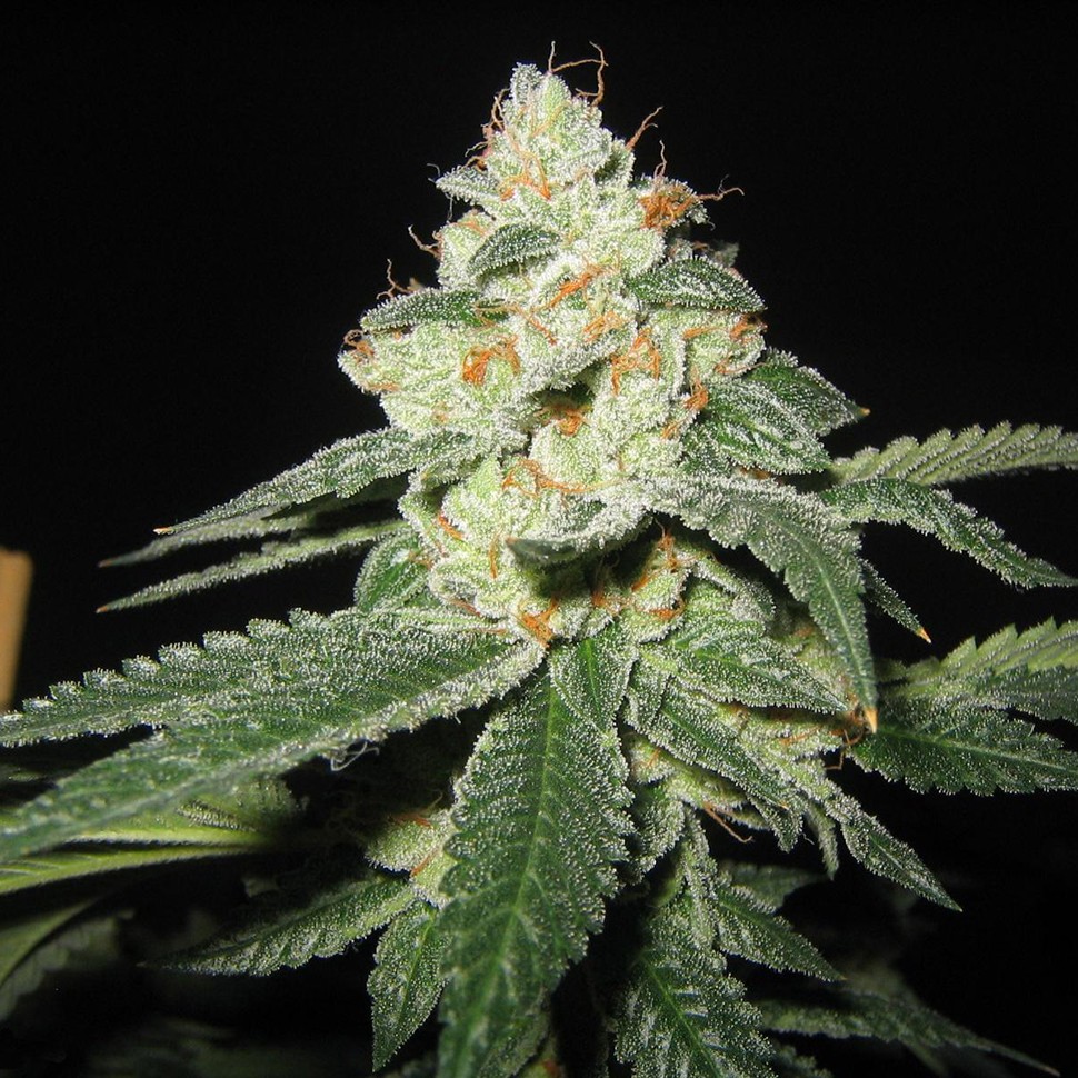 купить семена конопли недорого Auto Great White Shark feminised купить семена конопли недорого Auto Great White Shark feminised