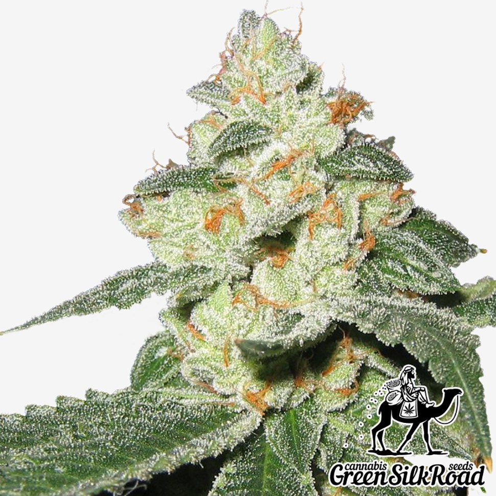Семена каннабиса Auto Great White Shark feminised Green Silk Road Seeds