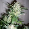 купить семена конопли f1 в оригинальной упаковке Auto Great White Shark feminised купить семена конопли f1 в оригинальной упаковке Auto Great White Shark feminised