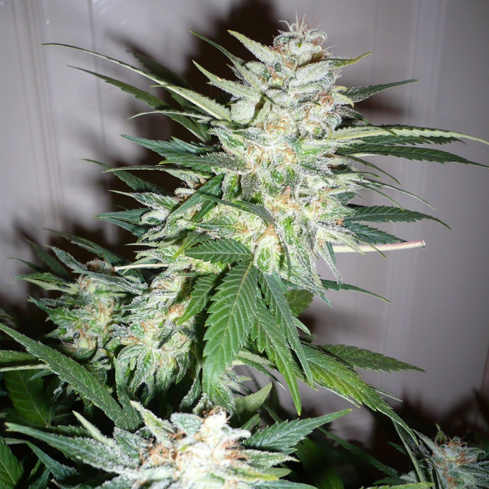 купить семена конопли f1 в оригинальной упаковке Auto Great White Shark feminised купить семена конопли f1 в оригинальной упаковке Auto Great White Shark feminised