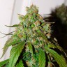 семена конопли Auto Daiquiri Lime feminised Ganja Seeds