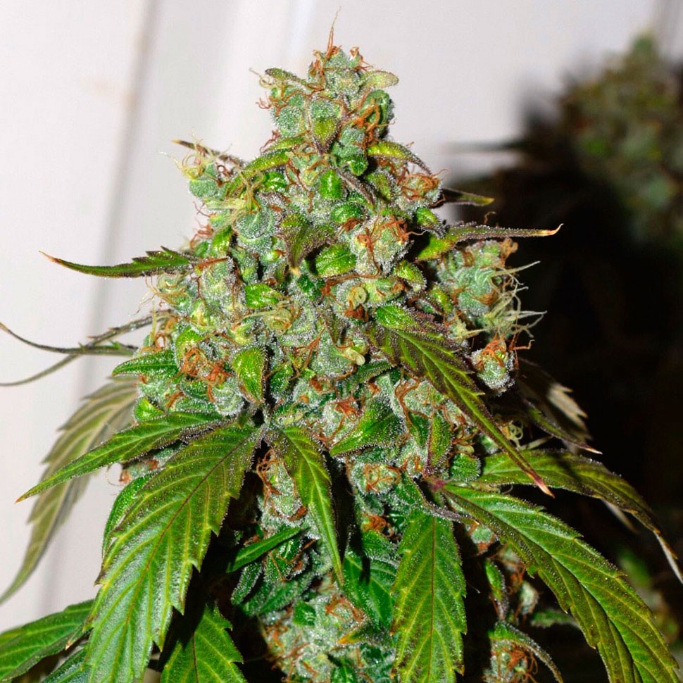 Семена конопли  Auto Daiquiri Lime feminised Ganja Seeds