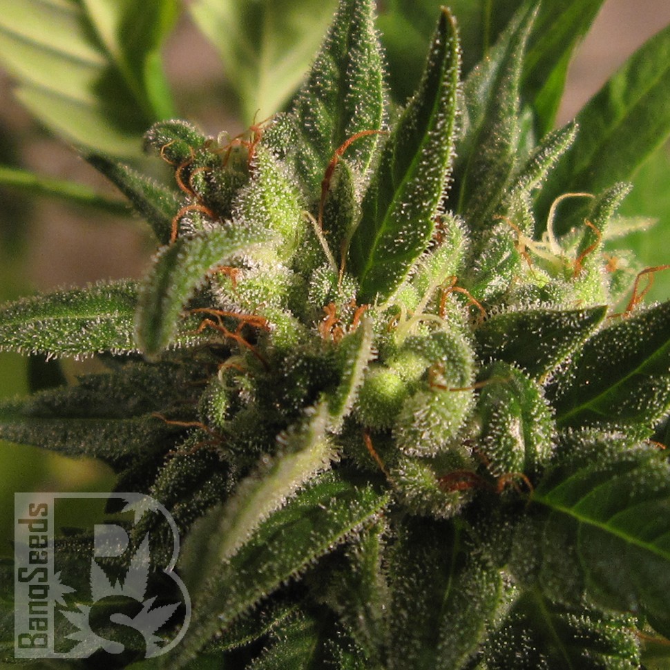 Семена конопли  Black Domina x M8 feminised Ganja Seeds