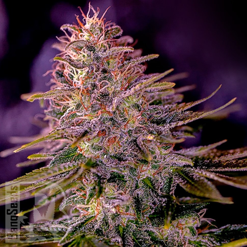 Семена конопли  Black Domina x M8 feminised Ganja Seeds