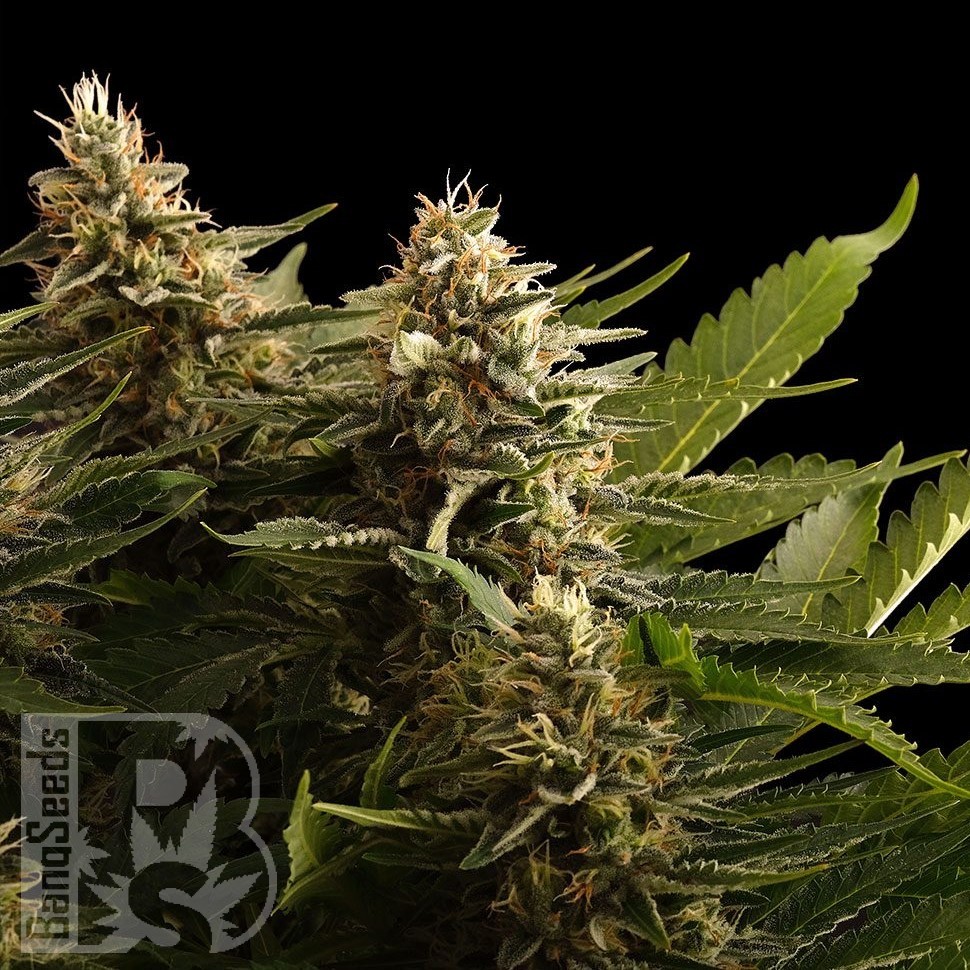 Семена конопли  Black Domina x M8 feminised Ganja Seeds