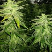 White Widow x Great White Shark feminised Ganja Seeds