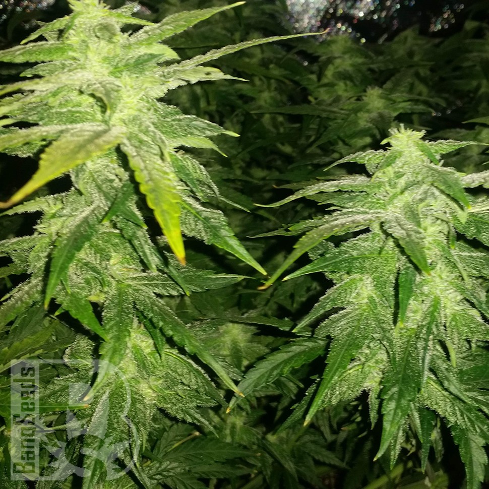 Семена ганжа  White Widow x Great White Shark feminised Ganja Seeds