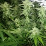 Семена ганжа  White Widow x Great White Shark feminised Ganja Seeds