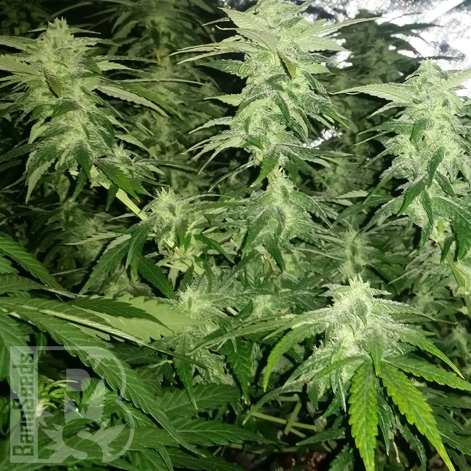 Семена ганжа  White Widow x Great White Shark feminised Ganja Seeds