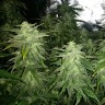 Семена ганжа  White Widow x Great White Shark feminised Ganja Seeds