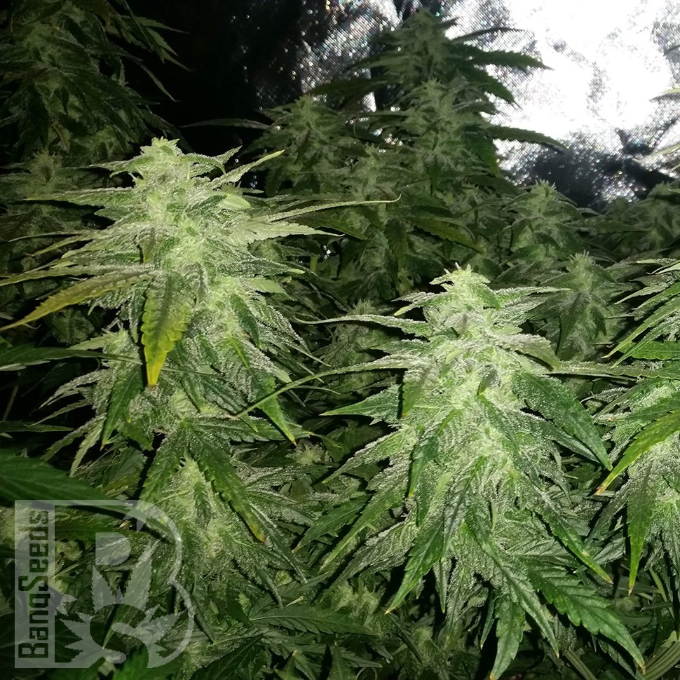 Семена ганжа  White Widow x Great White Shark feminised Ganja Seeds